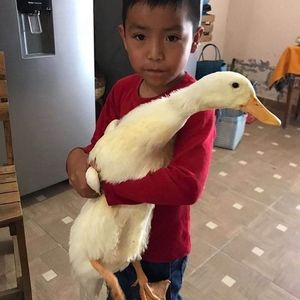 Meet your Posher, Esmer